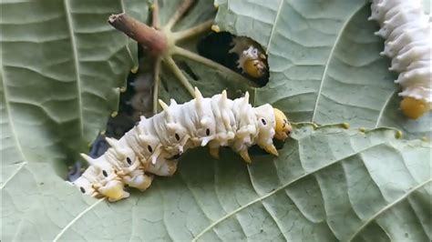 hermes silkworm plant